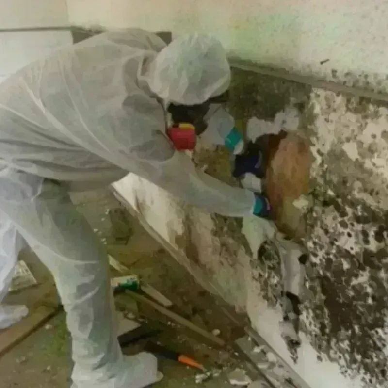 Mold Remediation and Removal in Okanogan, WA